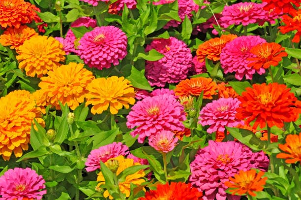 Garden Flowers